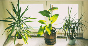 Indoor house plant pots